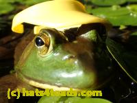 /home//u458753944/public_html/sourcegallery//Frogs/More bullfrogs/P7261263.JPG